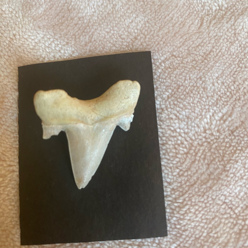 Sharks tooth